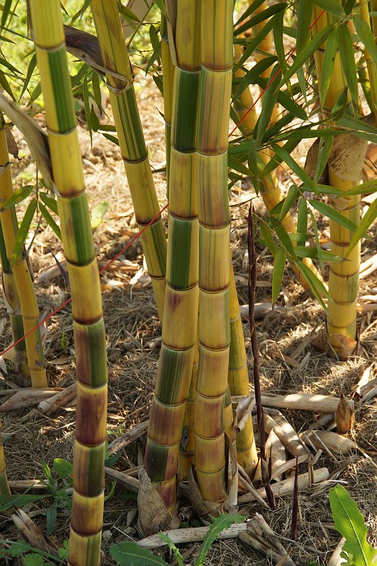 Phyllostachys preacox viridisulcata 2